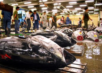Mercado de Toyosu permitirá que visitantes assistam ao leilão de atum