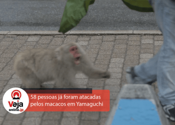 Ataques de macacos saem do controle em Yamaguchi no Japão
