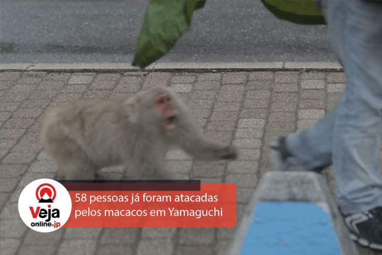 Ataques de macacos saem do controle em Yamaguchi no Japão