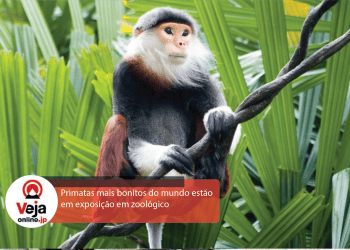Macacos mais bonitos do mundo estão em exposição em zoológico no Japão