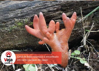 Fungo mortal que encolhe o cérebro aparece em parques, em todo o Japão
