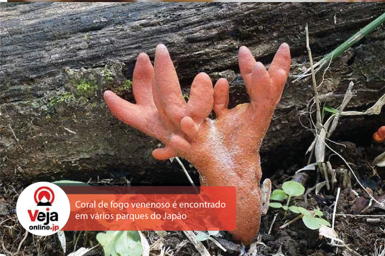 Fungo mortal que encolhe o cérebro aparece em parques, em todo o Japão