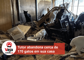 Tutor precisa ser hospitalizado e acaba abandonando mais de 100 gatos em sua residência