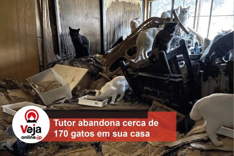Tutor precisa ser hospitalizado e acaba abandonando mais de 100 gatos em sua residência