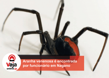 Aranha venenosa é encontrada em escritório comercial de Nagano