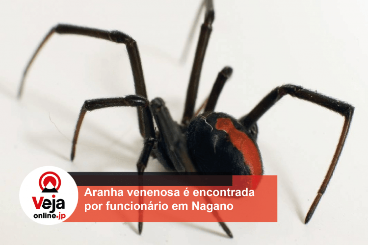 Aranha venenosa é encontrada em escritório comercial de Nagano