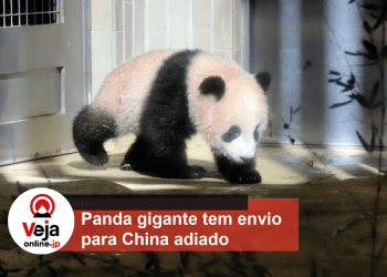 Panda gigante do Japão só será enviado para China no próximo ano