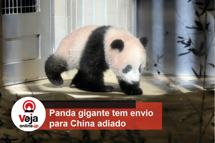 Panda gigante do Japão só será enviado para China no próximo ano
