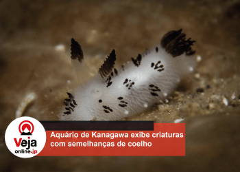 Aquário de Kanagawa exibe dez tipos exóticos de plantas e animais aquáticos