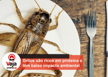 Empresa japonesa inicia criação de grilos comestíveis