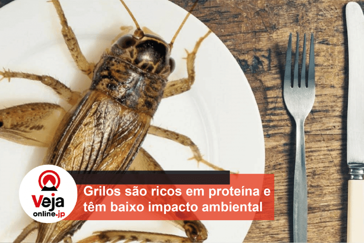 Empresa japonesa inicia criação de grilos comestíveis