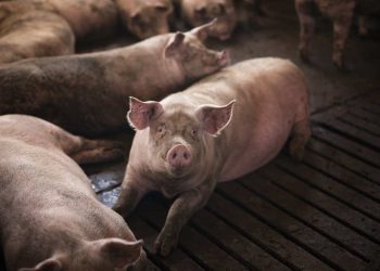 A caminho do abate, porco mata açougueiro em Hong Kong