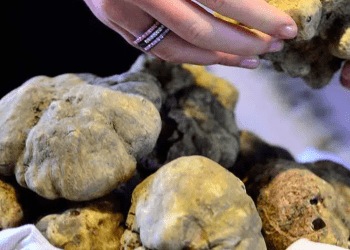 Cientistas cultivam trufas artificialmente pela primeira vez no Japão