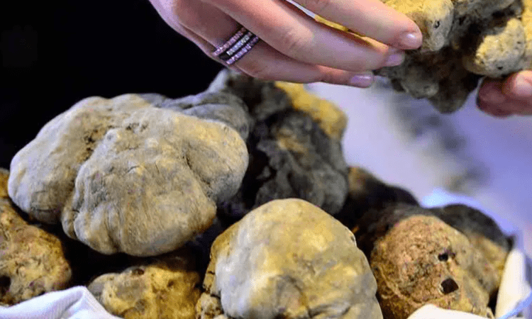 Cientistas cultivam trufas artificialmente pela primeira vez no Japão