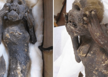 Cientistas descobrem a origem da múmia sereia japonesa de mais de 300 anos