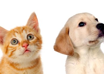 Número de gatos com microchips no Japão é bem menor que o de cães