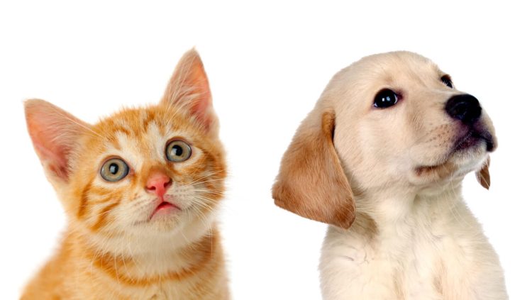 Número de gatos com microchips no Japão é bem menor que o de cães