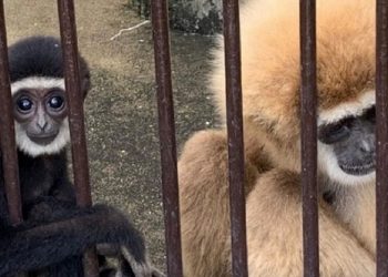 Após dois anos, mistério de macaca que engravidou sozinha é descoberto no Japão