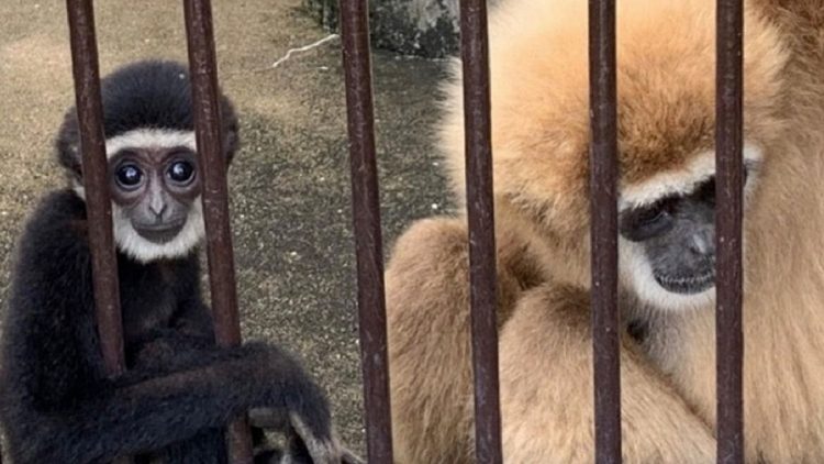 Após dois anos, mistério de macaca que engravidou sozinha é descoberto no Japão