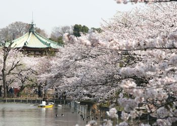 Tóquio vai permitir festas de apreciação de flores em parques pela primeira vez em 4 anos