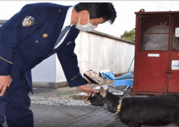 Cabra aparece em estacionamento e pula em carro da polícia