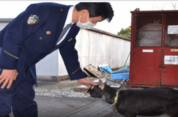 Cabra aparece em estacionamento e pula em carro da polícia