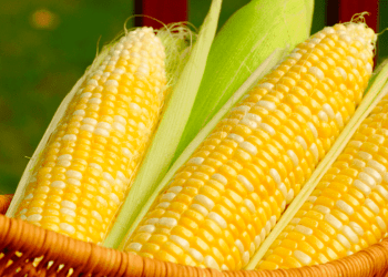 Japão autoriza 4º alimento geneticamente modificado