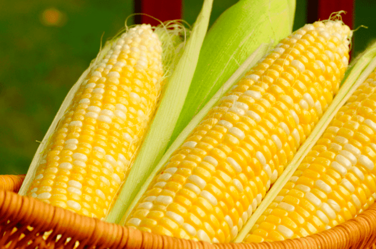 Japão autoriza 4º alimento geneticamente modificado