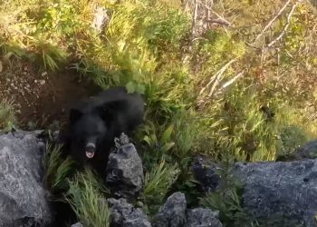 Homem fica ferido após ser atacado por um urso em Fukushima