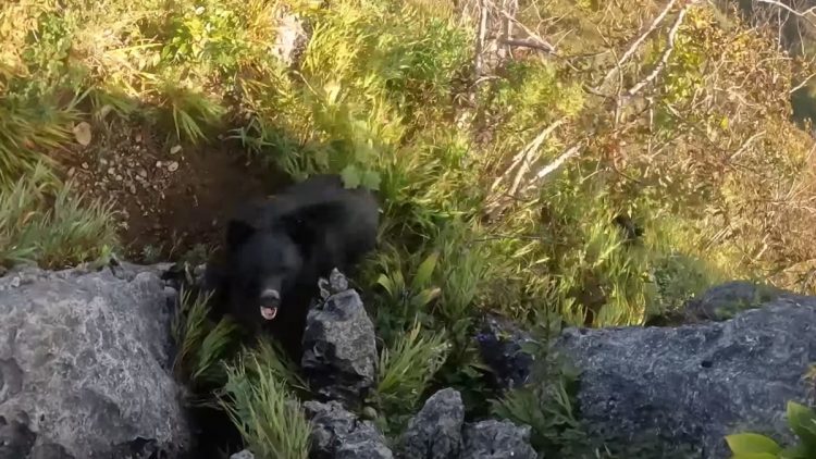 Homem fica ferido após ser atacado por um urso em Fukushima