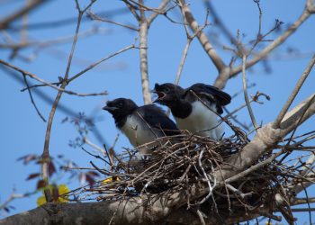 Homem é preso por matar 13 corvos com pesticida em Nagoya