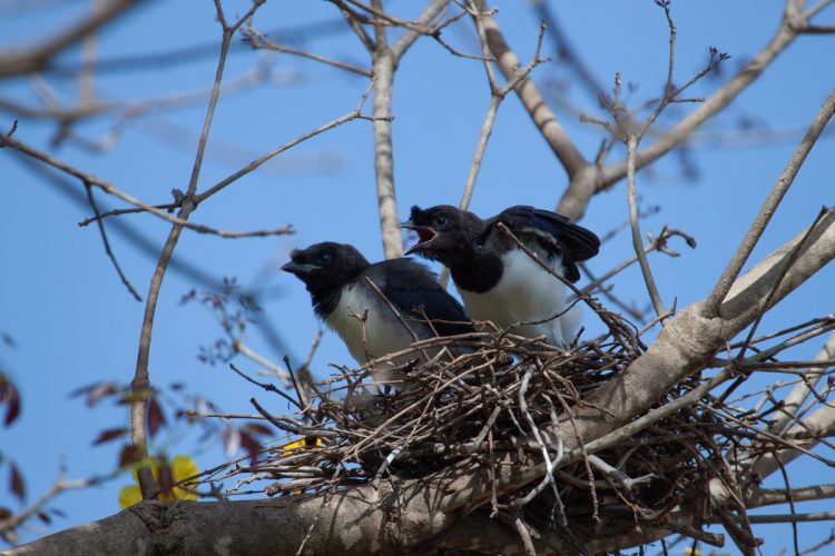 Homem é preso por matar 13 corvos com pesticida em Nagoya
