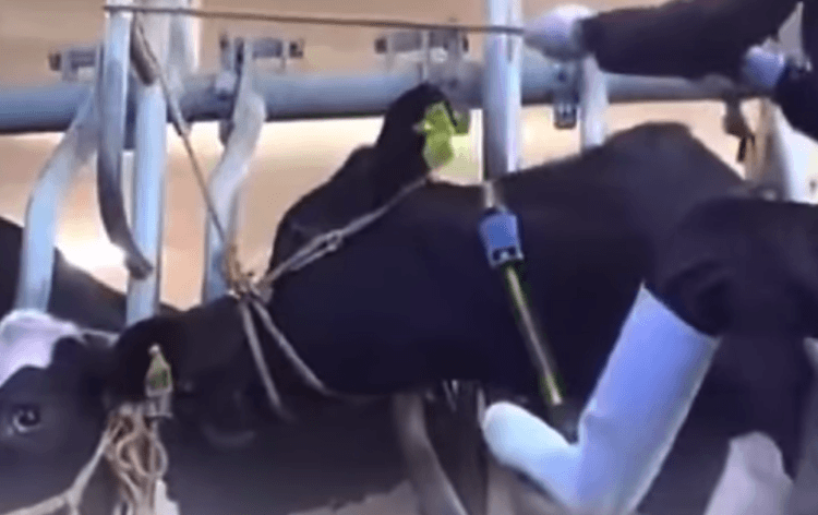 Polícia investiga tratador de gado por violação da Lei de Proteção Animal