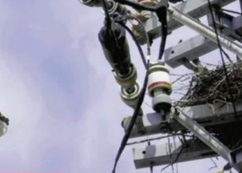 Corvos constroem ninhos em postes, causando danos aos fios de energia em Shizuoka