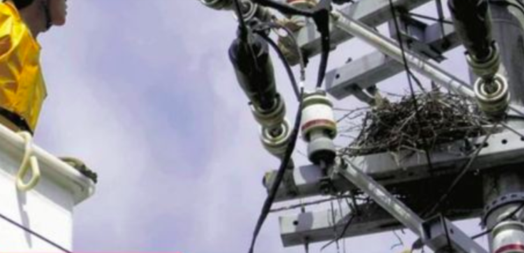 Corvos constroem ninhos em postes, causando danos aos fios de energia em Shizuoka