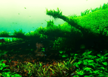 Japão tem uma floresta secreta no fundo do mar