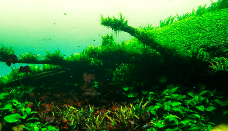 Japão tem uma floresta secreta no fundo do mar