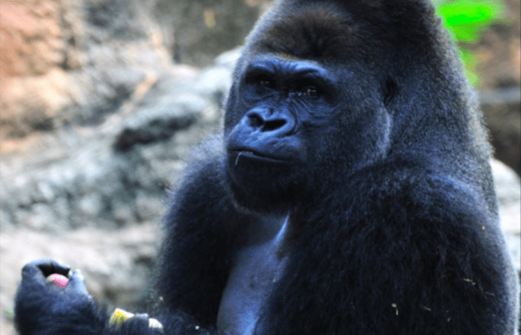 Dia Mundial dos Gorilas é celebrado em Zoológicos no Japão