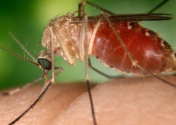 Primeiro caso de encefalite japonesa é confirmado na província de Kumamoto