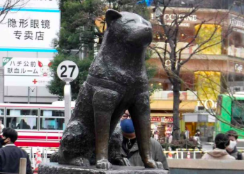 Hachiko: o “cão mais fiel do mundo” completará 100 anos neste mês