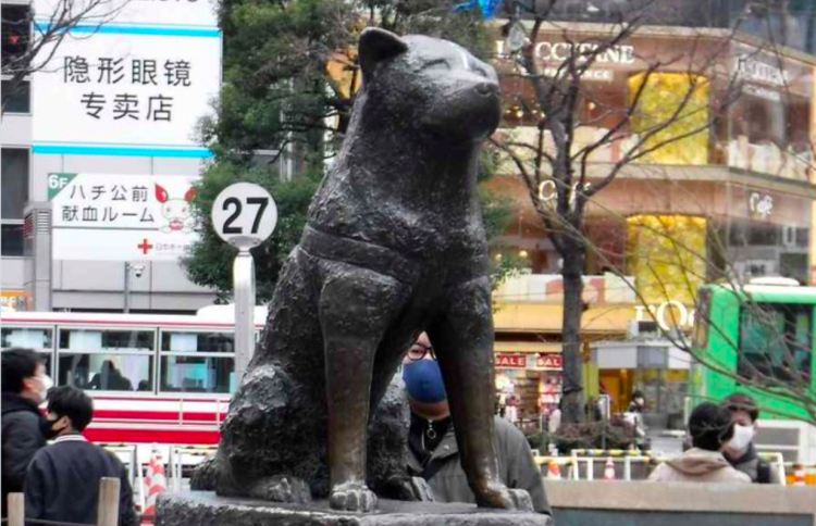 Hachiko: o “cão mais fiel do mundo” completará 100 anos neste mês