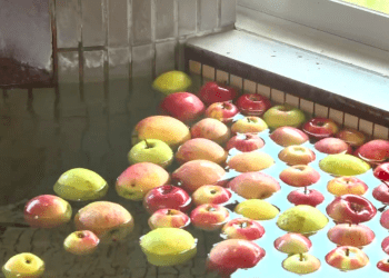 Spa no norte do Japão oferece “banho de maçãs”