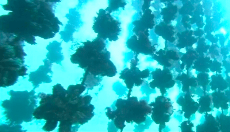 Cidade japonesa busca certificação de carbono azul por fazendas de ostras