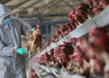 Japão sacrifica 40.000 aves para conter o primeiro surto de gripe aviária da temporada