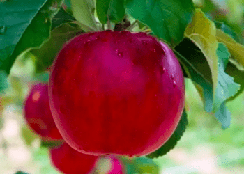 Cidade japonesa fará cerveja artesanal com maçãs usadas para polinização