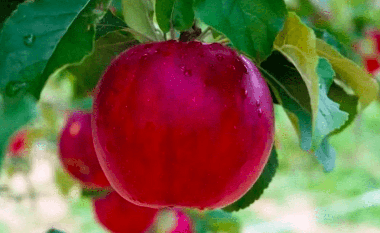 Cidade japonesa fará cerveja artesanal com maçãs usadas para polinização