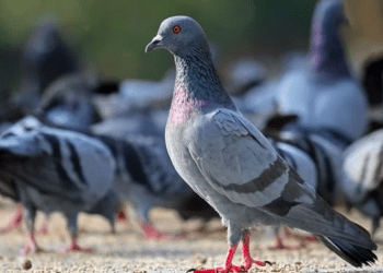 Taxista acusado de atropelar pombo é detido em Tóquio