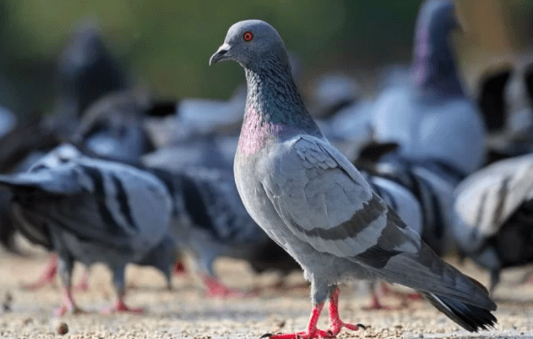 Taxista acusado de atropelar pombo é detido em Tóquio