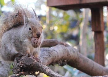 Zoológico de Inokashira será investigado por suspeita de envenenamento de 31 esquilos