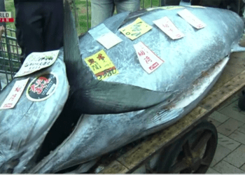 Atum é vendido por mais de 100 milhões de ienes em primeiro leilão de 2024 em Tóquio